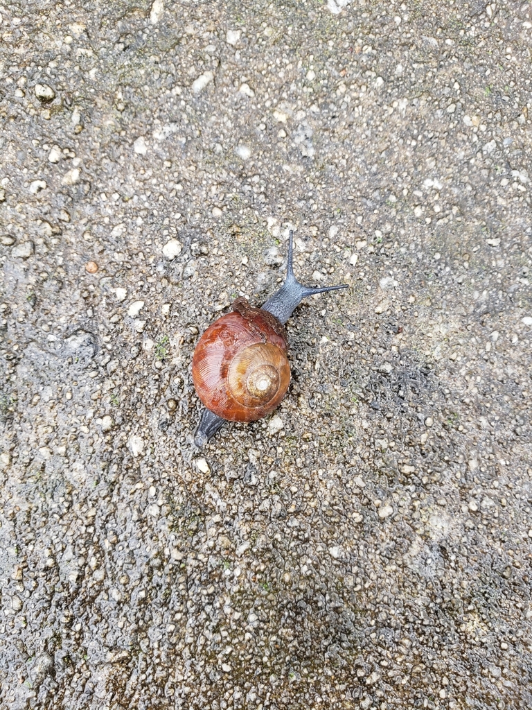 Button Snails from Stockbridge, GA 30281, USA on February 25, 2022 at ...