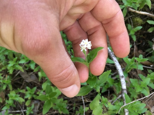 iNaturalist observation photo of modesty