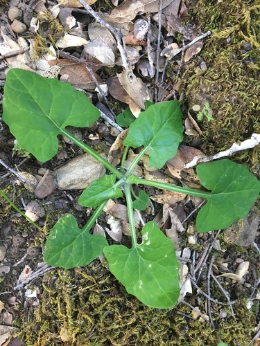 iNaturalist observation photo of American trailplant
