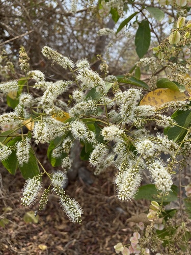 Combretum mucronatum