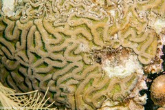Colpophyllia natans image