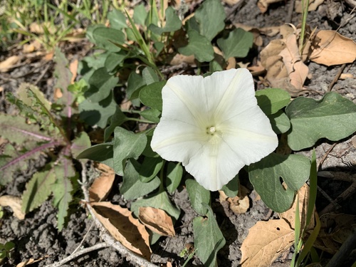 Calystegia subacaulis Hook. & Arn.