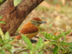 Thamnophilus doliatus image