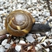 Large Glass Snail - Photo (c) schpela, all rights reserved, uploaded by schpela