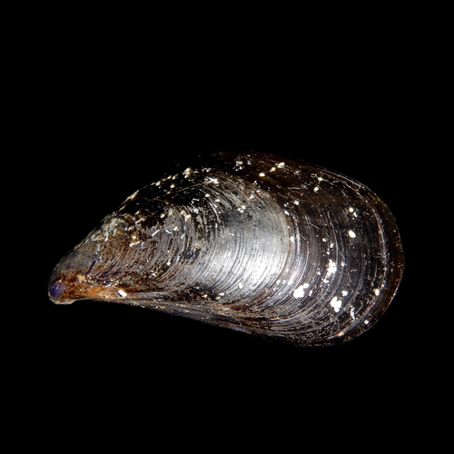 Mediterranean Mussel