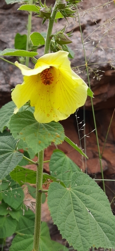 Ramma Fibre (Hibiscus lunariifolius)