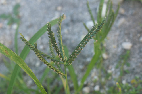 Eleusine coracana ssp. africana