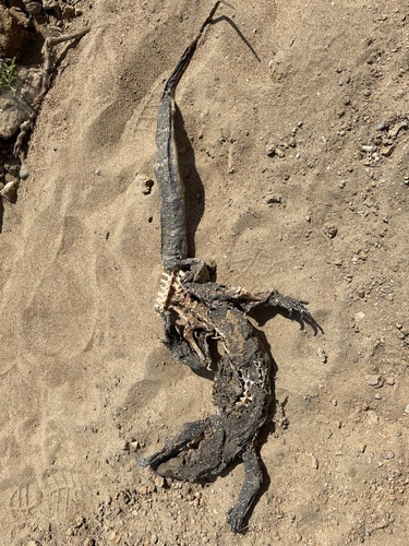 Nile Monitor