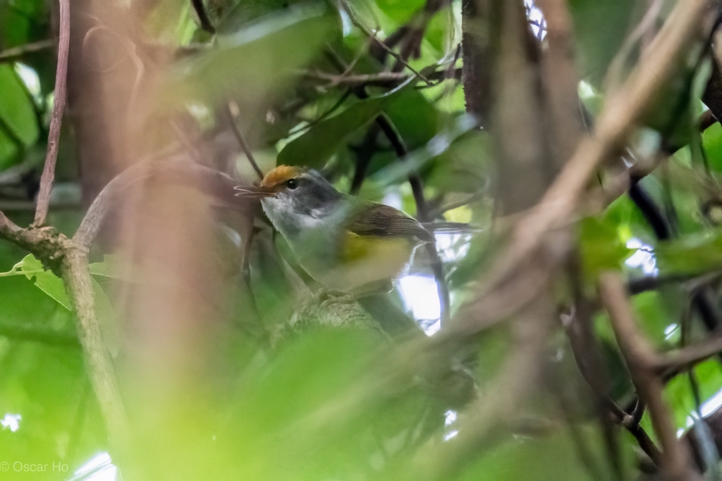 Mountain Tailorbird from Tai Po Kau, Hong Kong on February 26, 2022 at ...