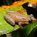 Dwarf Snouted Tree Frog - Photo (c) Fábio Maffei, all rights reserved, uploaded by Fábio Maffei