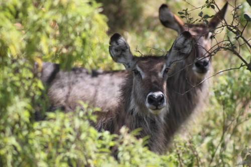 Waterbuck