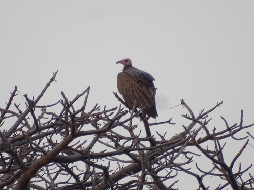 Hooded Vulture