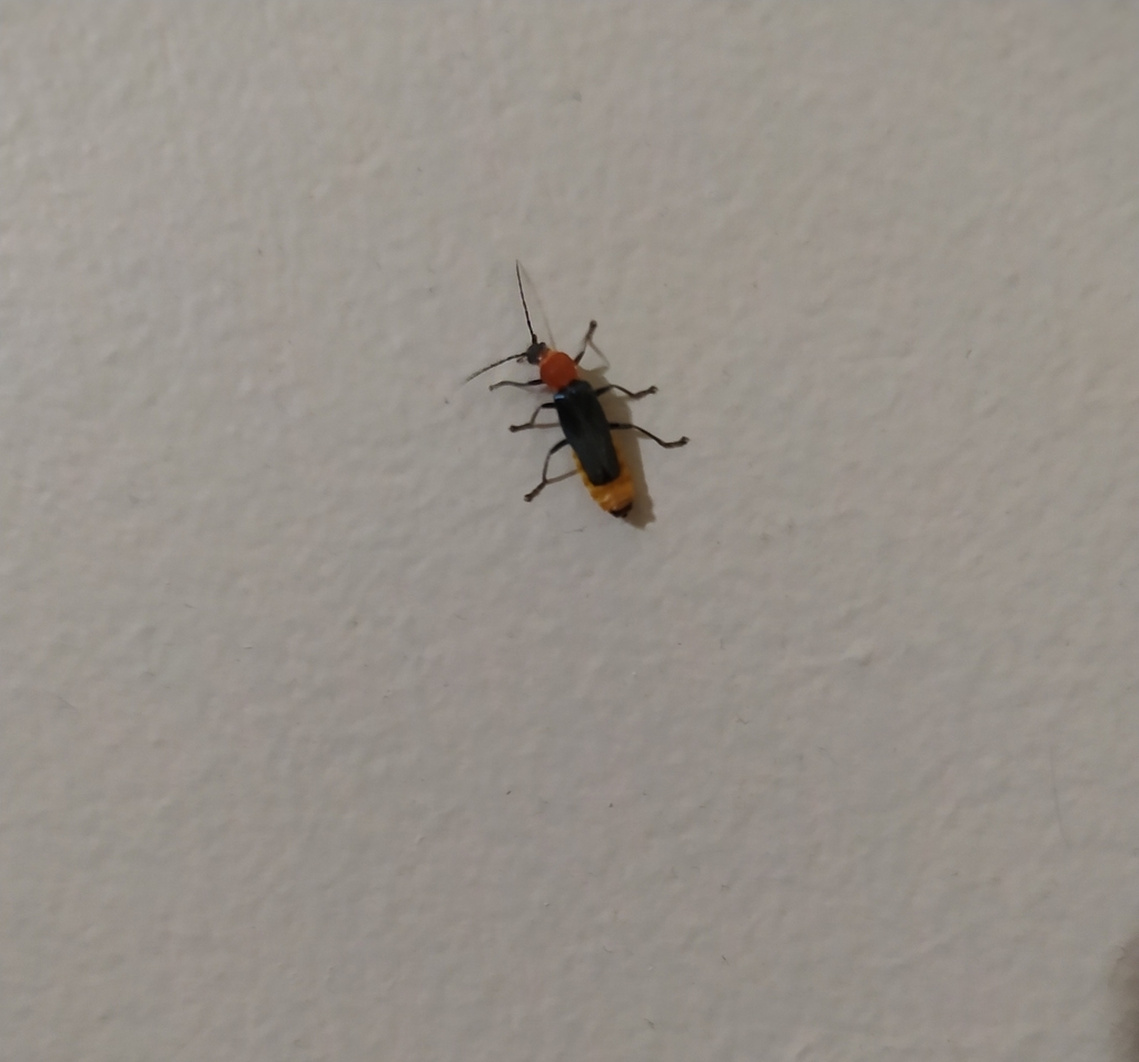 Tricolor Soldier Beetle in February 2022 by Leah Walsh · iNaturalist