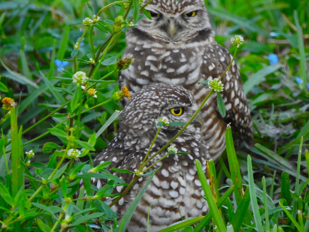 burrowing-owl-from-sw-26th-st-davie-fl-33325-usa-on-february-24
