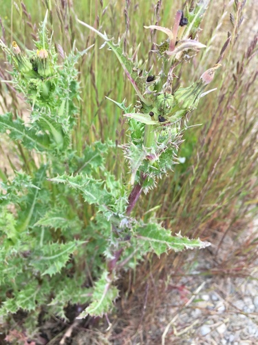 iNaturalist observation photo of prickly sowthistle