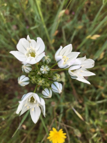 iNaturalist observation photo of white brodiaea