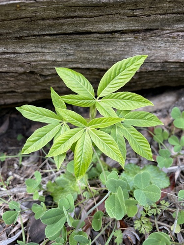 iNaturalist observation photo of buckeyes and horse-chestnuts