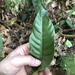 Pouteria calistophylla - Photo 由 Gared Rodríguez 所上傳的 (c) Gared Rodríguez，保留所有權利
