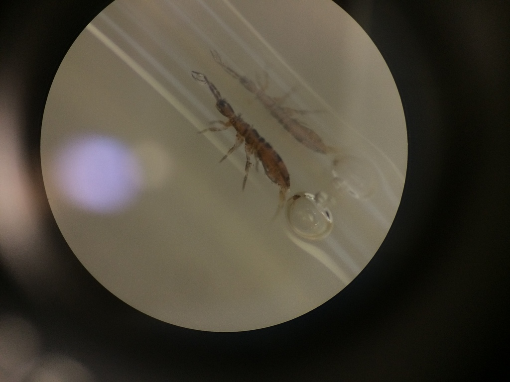 Smooth Springtails from 16 Middlepark road on May 5, 2015 at 02:30 PM ...