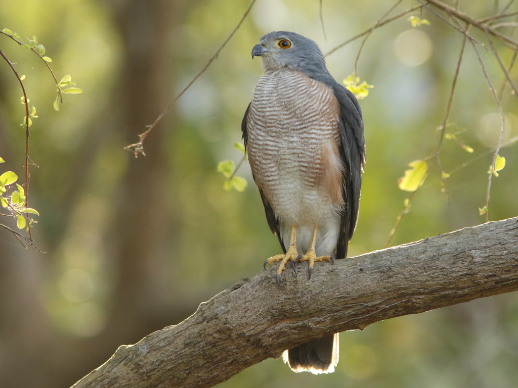 Red Goshawk photo