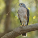African Goshawk - Photo (c) David Beadle, all rights reserved, uploaded by David Beadle