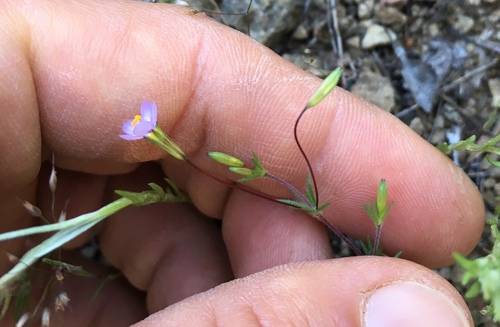 iNaturalist observation photo of Dicots