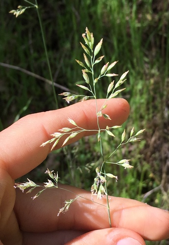 iNaturalist observation photo of Pine bluegrass