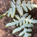 Pentagramma glanduloviscida - Photo (c) bonsaisteve, todos los derechos reservados