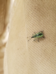 Exophthalmus jekelianus image