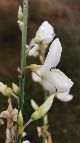 white Spanish broom