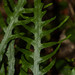 Fragrant Fern - Photo (c) williamdomenge9, all rights reserved, uploaded by williamdomenge9