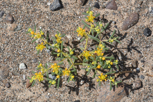 simple-leaved bean caper