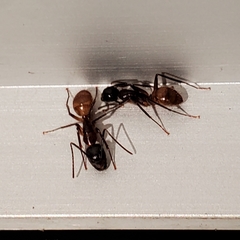 Camponotus atriceps image