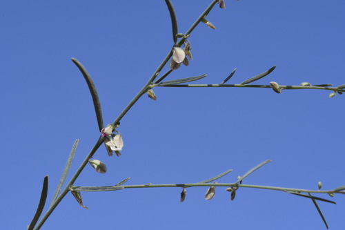 Polygala irregularis
