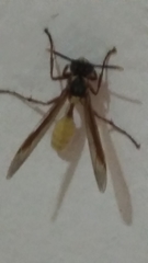 Apoica pallens image