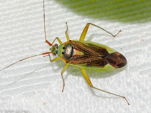 trivial plant bug