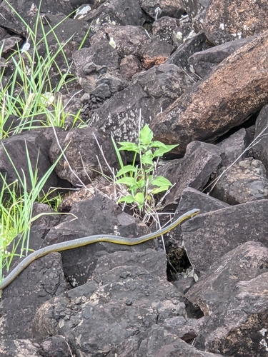 Common Tree Snake sighting