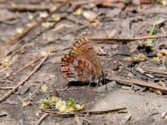 Callophrys niphon image