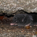 Taiwanese Mole Shrew - Photo (c) louislo, all rights reserved, uploaded by louislo