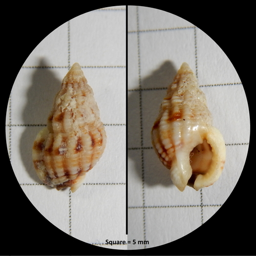 Thick-lipped Dogwhelk