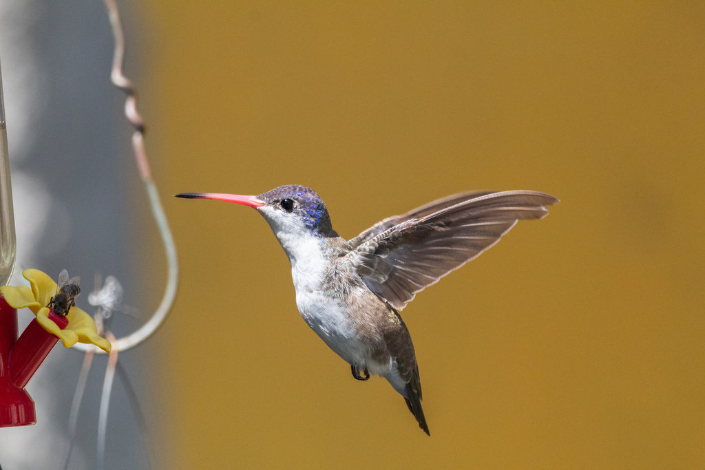 Violet-crowned Hummingbird (Ramosomyia violiceps) photo