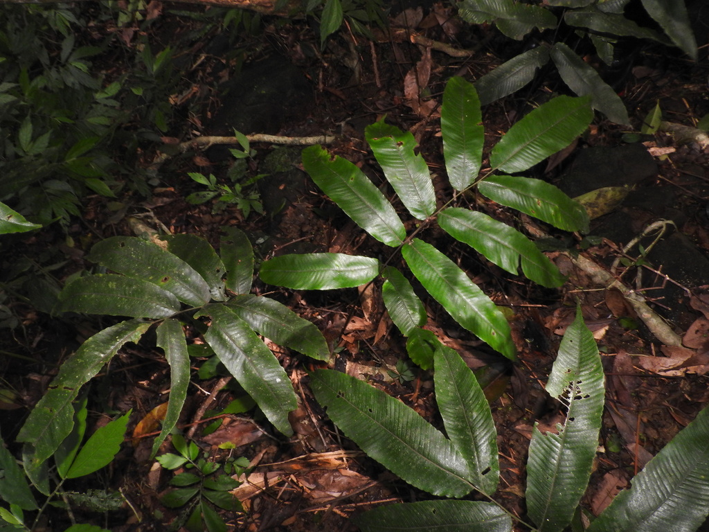Abacopteris gymnopteridifrons (Abacopteris gymnopteridifrons)