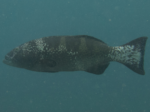 Blacksaddle Coralgrouper