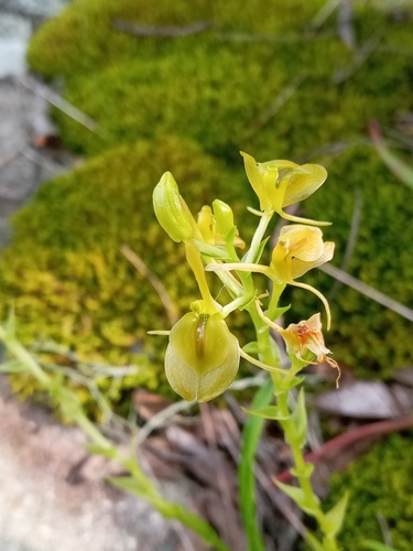 Litter Fly Orchid