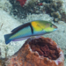 Yellowhead Wrasse - Photo (c) Karl Questel, all rights reserved, uploaded by Karl Questel