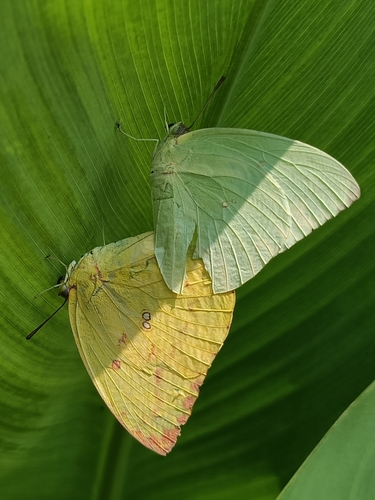 Lemon Migrant