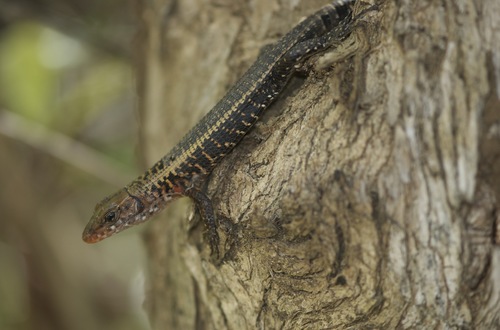 Western Girdled Lizard