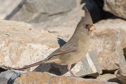 Pyrrhuloxia