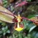 Oncidium poikilostalix - Photo (c) Rudy Gelis, all rights reserved
