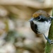 Bicolored Antbird - Photo (c) rdwilcox51, all rights reserved, uploaded by rdwilcox51